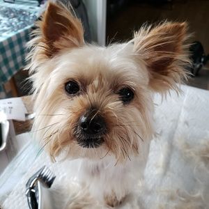 Meet your Posher, Sherry